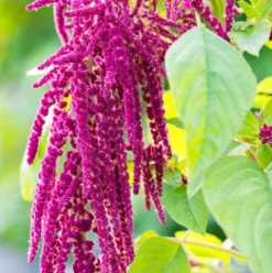 Rausch Repair-Shampoo mit Kamille und Amaranth