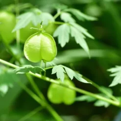 Rausch Sensitive-Shampoo mit Herzsamen